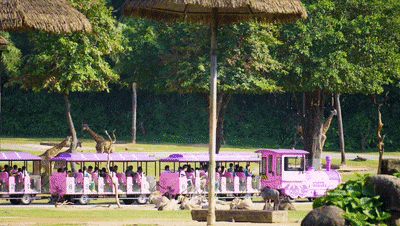 4万公里 ，100%出勤率！宇通观光车助力长隆打造沉浸式生态之旅